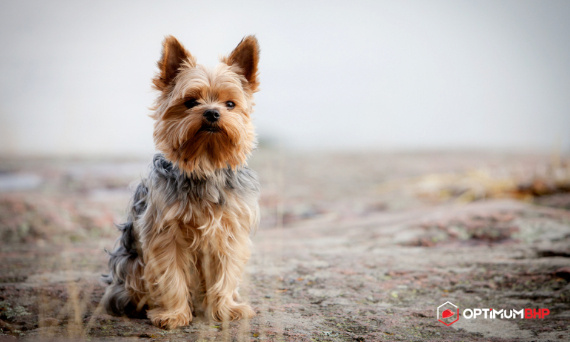 Miniaturowe rasy psów – jaka karma dla psa miniaturowego będzie najlepszym rozwiązaniem?