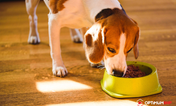 Sucha czy mokra karma dla psa? Sklep online podpowiada czym różnią się rodzaje karmy dla czworonogów