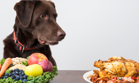 Wegetarianizm u psa – czy taki rodzaj diety jest zdrowy i odpowiedni dla czworonożnego przyjaciela człowieka? Sklep online odpowiada!