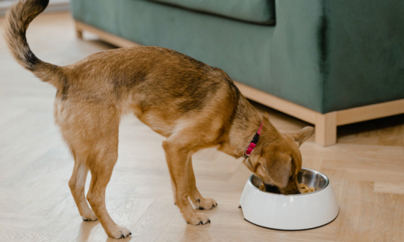 Wieprzowina w karmie dla psa – na co zwrócić uwagę wybierając mięsną karmę dla psa?