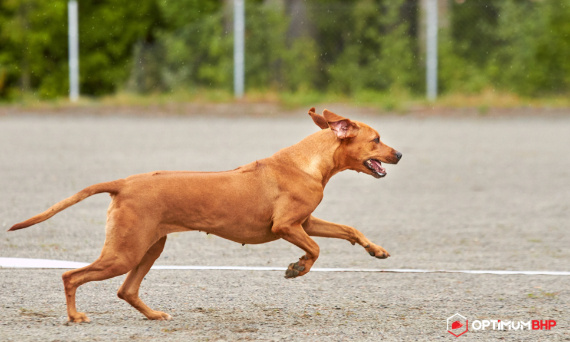 Wybieramy pożywienie dla psów sportowców! – jaka karma dla psa aktywnego będzie najlepszym rozwiązaniem?
