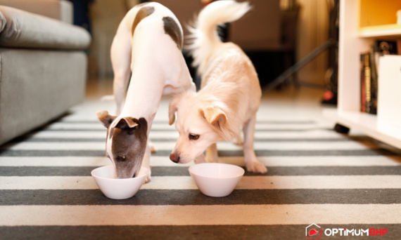 Żywienie psa młodego i dorosłego – sklep online podpowiada jakie są różnice pomiędzy żywieniem tych czworonogów.